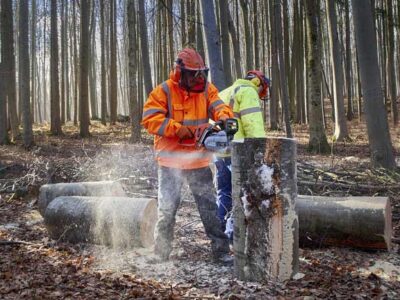 Hilfe im Wald, Durchforstung